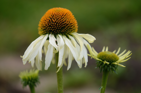 Garden macro detail