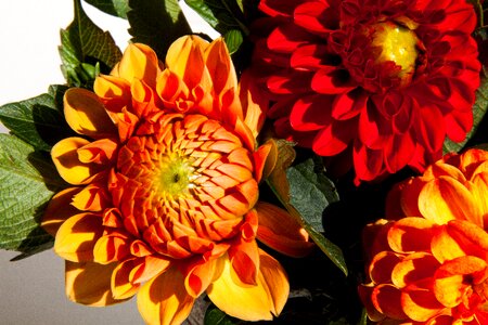 Plant composites red