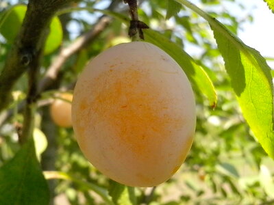 Fruit organic yellow