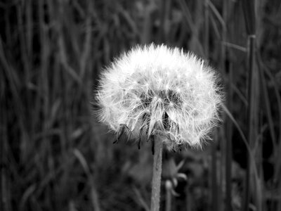 Faded dandelion nature black and white photo