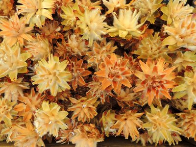 Dried seeds decoration