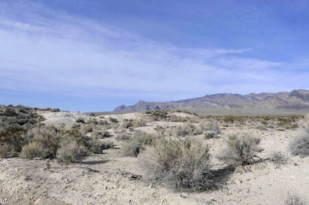 Desert habitat scrub