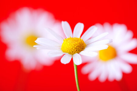 White Flowers on Red