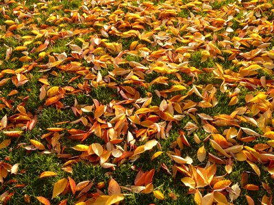 Meadow park cherry tree