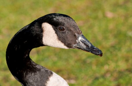 Animal aquatic bird avian