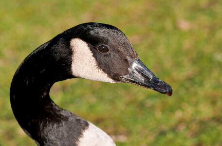 Animal aquatic bird avian photo