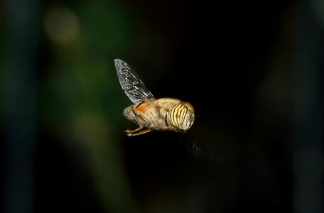 Macro insect bee