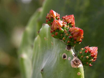 Animal cactus park photo