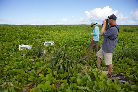 Nihoa Millerbird Translocation-2