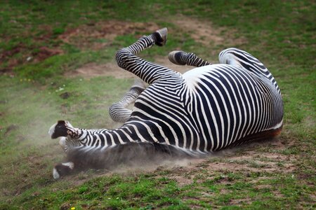 Animal dust dusty