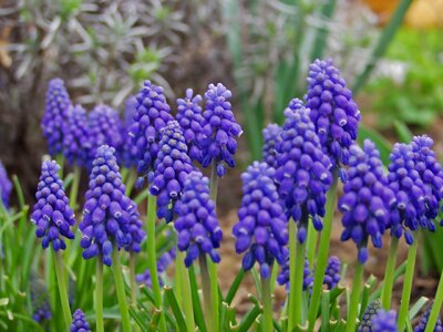 Garden plant hyacinth violet