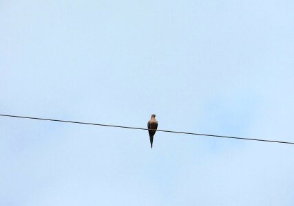 Wire pigeon sky photo