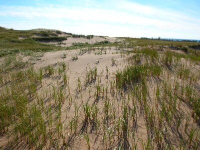 Dunes and Dune Grass photo