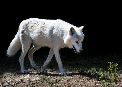 Albino animal beautiful photo photo