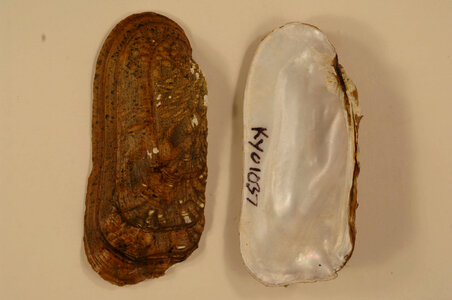Theliderma cylindrica-1