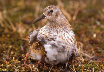 Least sandpiper and chick photo