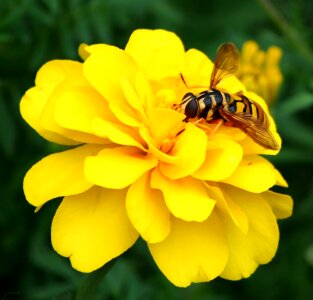 Flower yellow marigold