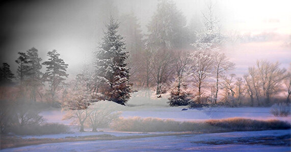 Fog in the snowy forest photo
