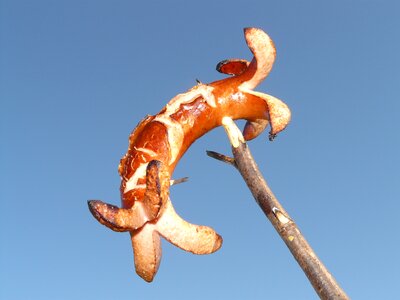 Red sausage barbecue sizzle photo