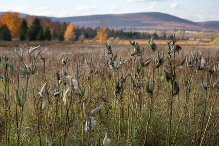 Milkweed plants
