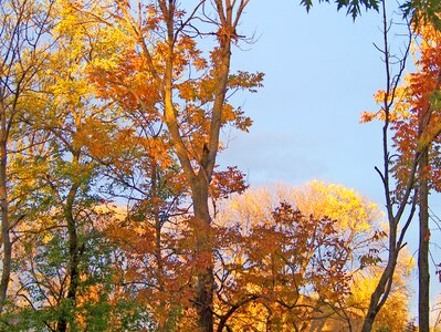 Season leaves yellow photo