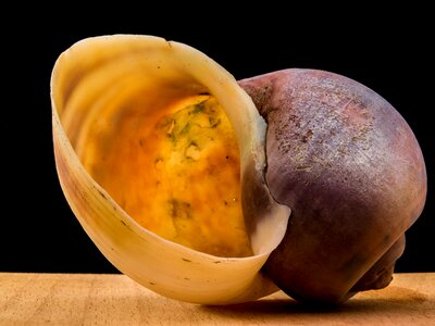 Shell snail close up