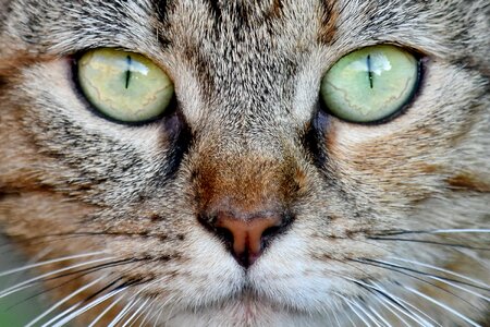 Domestic Cat eyes nose