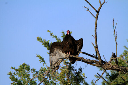 Turkey Vulture