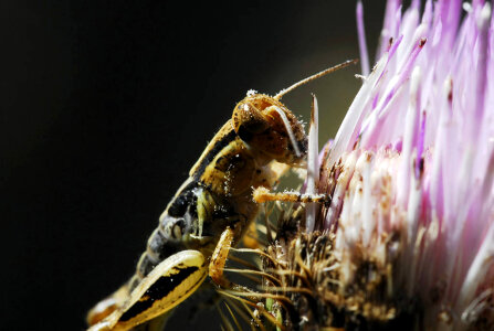 Grasshopper on Flower