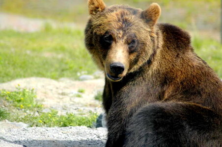 Bear brown brown bear