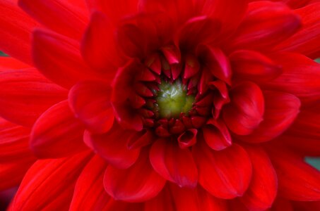 Red summer plant