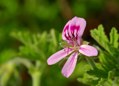 Geraniaceae rosids flower