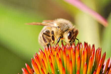 beautiful bee sucking the juicy nectar photo