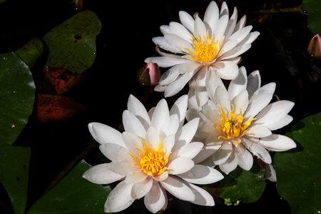 Aquatic beautiful flowers biology