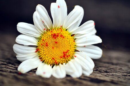 Beautiful Photo daisy flower photo