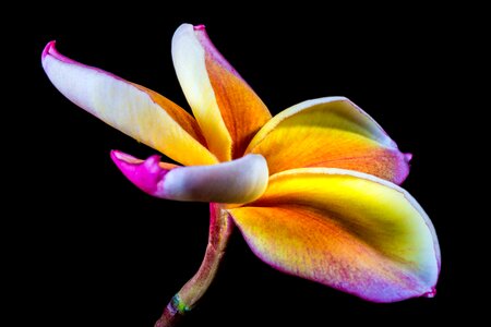 Frangipani plumeria violet yellow photo