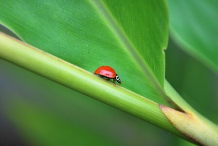 Insects ladybugs colored