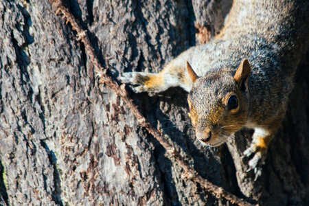 Squirrel photo