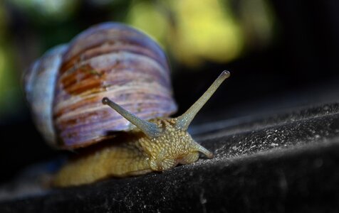 Stone animal snail