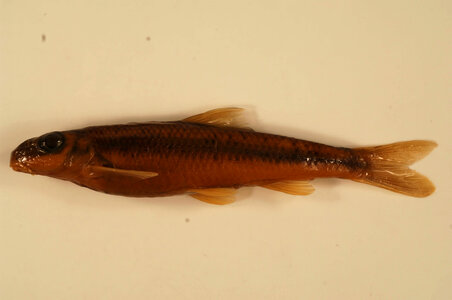 Erimystax x-punctatus