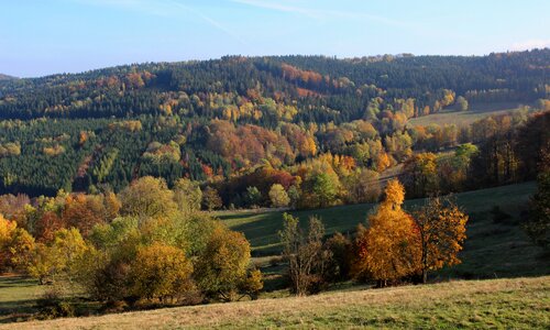 Forest nature park photo