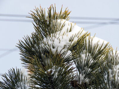 Snow on Pine Leaves photo