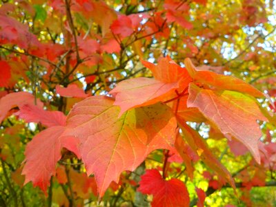 Orange red park photo