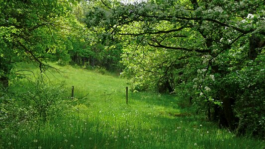 Spring trees grass photo