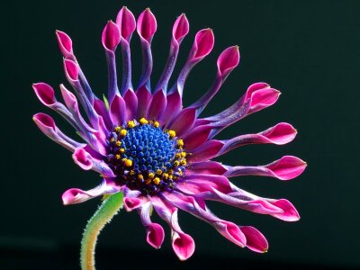 Cape daisies paternoster shrub asteroid asteraceae photo