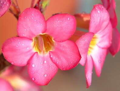 Yellow pink petals photo