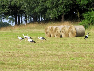 Nature hay bales straw