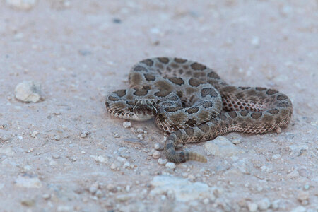 Western Massasauga Rattlesnake-3 photo