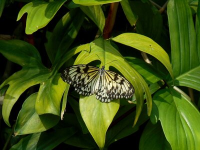 Floral insect wing