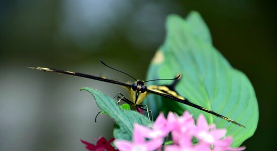 Animal arthropod beautiful flowers
